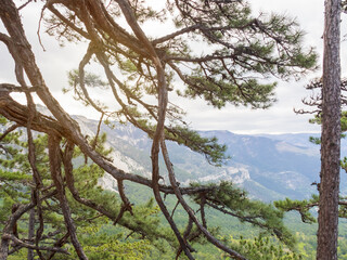 Crimea pines