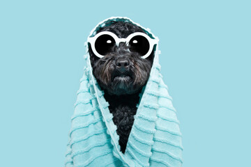 Funny puppy dog summer. Poodle puppy wrapped with a towel. Isolated on blue background