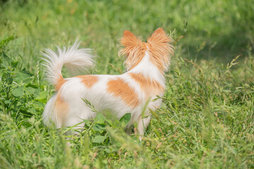 Naklejka na ściany i meble The chihuahua dog is white with red spots. The dog is standing in the grass. The dog is back.