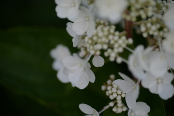 Wedding Invitation, save the date, thank you, RSVP card Design template. Purple Hydrangea flowers with greenery. Dandelion fluffy seed ball
flowering hydrangea, white flowers hydrangea paniculata
