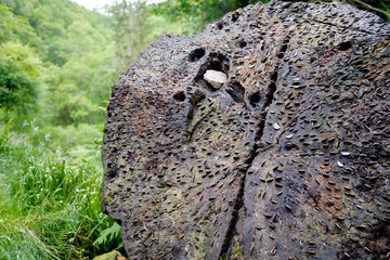 Coins in a tree trunk in Diel's Cauldron near Comrie, Scotland