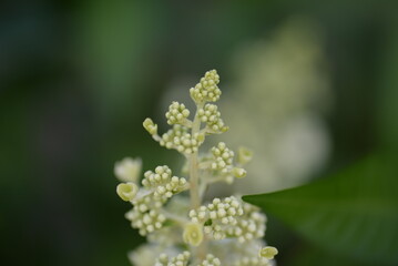 Wedding Invitation, save the date, thank you, RSVP card Design template. Purple Hydrangea flowers with greenery. Dandelion fluffy seed ball
flowering hydrangea, white flowers hydrangea paniculata
