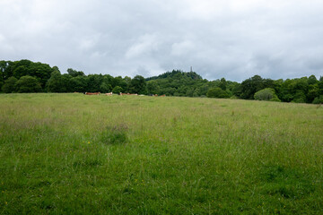 Green pasture with cows and a view of a monument on a hill in Comrie 
