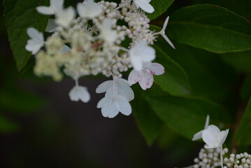 Wedding Invitation, save the date, thank you, RSVP card Design template. Purple Hydrangea flowers with greenery. Dandelion fluffy seed ball
flowering hydrangea, white flowers hydrangea paniculata
