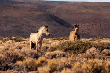 wild horses in the middle of a field in Neuquén province, Argentina