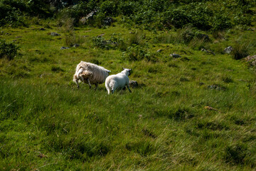 Obraz premium sheep grazing in the meadows of Scottish mountains in the Trossachs National Park in Scotland. Beautiful green Scottish summer mountainous landscape