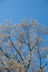 Fototapeta premium Close up of tree with autumnal leaves, blue sky