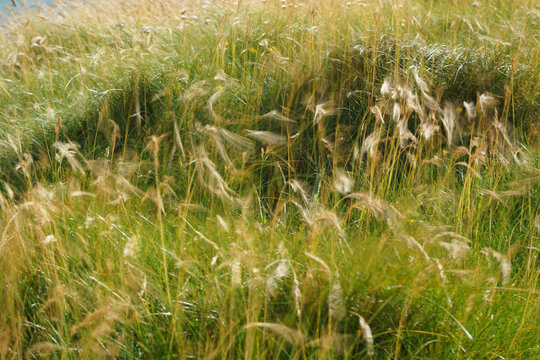 Closeup of grass, reeds swinging in the wind