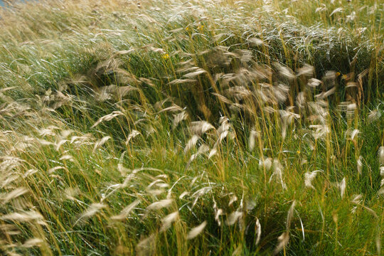 Closeup of grass, reeds swinging in the wind