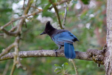 Stellar Jay Branch 02