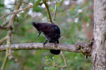 Stellar Jay Branch 03