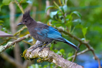 Stellar Jay Branch 04