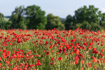 Fototapeta na wymiar field of poppies, red and green rural landscape