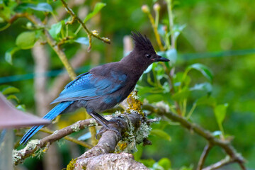 Stellar Jay Branch 05