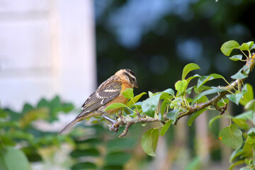 Grosbeak Pear Tree 02