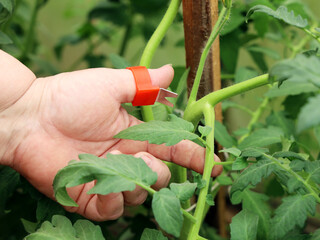 Chubby hand hold cutter to remove excess branches on tomato plant, cut off interferes for growth