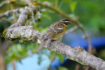 Grosbeak on Branch 08