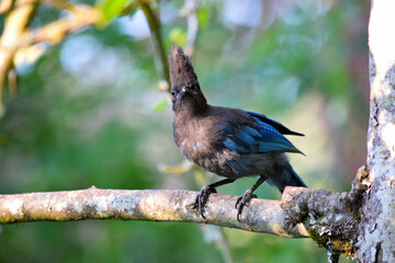 Stellar Jay Branch 12
