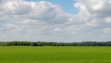 Summer landscape view of green meadow with forest as backdrop, Grass field under blue sky and white fluffy cloud in countryside of Netherlands, Nature background.
