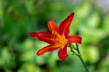 Selective focus of red flower Daylilies in the garden, A daylily or day lily is a flowering plant in the genus Hemerocallis a member of the family Asphodelaceae, Nature floral background.