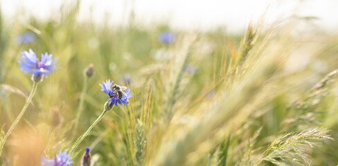 Banner background with bee and blooming wildflowers, blue cornflower, honey production and spring agriculture concept, early summer meadow and grain fields