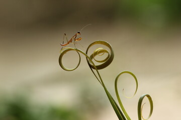 mantis in circular flower