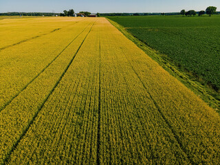 Rows of Crops at a Wisconsin Farm © Nealj121