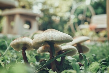 White mushroom on soil and grass