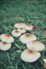 White mushroom on soil and grass