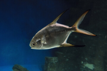 Big trachinot swims in the water. West Indian trachinot or Trachinotus goodei.