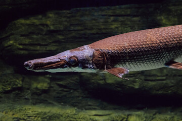 Face of Longnose Gar side view close-up. Armored pike or long-nosed shells.