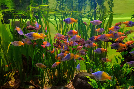 รูปภาพRainbowfish – เลือกดูภาพถ่ายสต็อก เวกเตอร์ และวิดีโอ708 | Adobe Stock