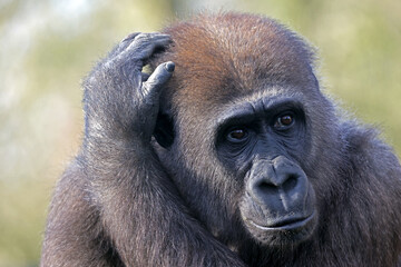 Close up shot of western lowland gorilla  (Gorilla Gorilla Gorilla)