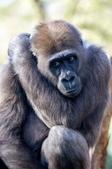 Close up shot of western lowland gorilla  (Gorilla Gorilla Gorilla)