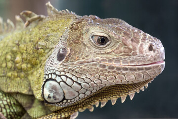 close up of a green iguana