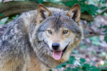 Naklejka na ściany i meble Grey wolf (Canis lupus) in the forest