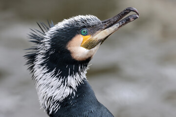 Close up shot of great cormorant (Phalacrocorax carbo) - obrazy, fototapety, plakaty