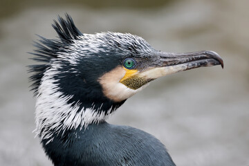 Close up shot of great cormorant (Phalacrocorax carbo)