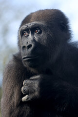 Fototapeta premium Close up shot of western lowland gorilla (Gorilla Gorilla Gorilla)