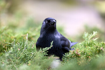 Western jackdaw (Coloeus monedula), also known as the Eurasian jackdaw