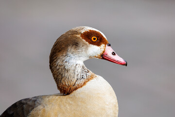 Young Egyptian goose (Alopochen aegyptiaca)