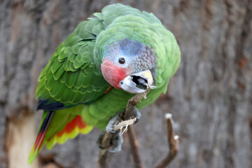 Close up shot of red-tailed amazon (Amazona brasiliensis)
