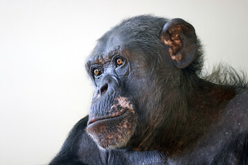 Close up portrait of chimpanzee (Pan troglodytes)