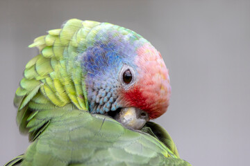 Close up shot of red-tailed amazon (Amazona brasiliensis)