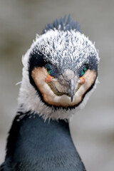 Close up shot of great cormorant (Phalacrocorax carbo)