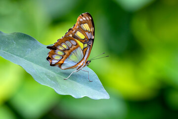 Fototapeta na wymiar butterfly on a green background, close up
