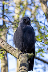 Western jackdaw (Coloeus monedula), also known as the Eurasian jackdaw
