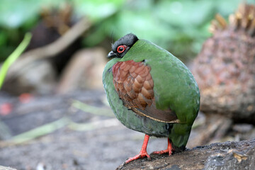 The crested partridge (Rollulus rouloul) also known as the crested wood partridge - obrazy, fototapety, plakaty