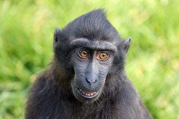 Close up shot of a crested macaque (Macaca Nigra)
