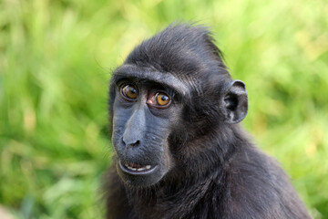 Close up shot of a crested macaque (Macaca Nigra)